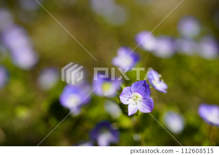 Blue Veronica flowers blooming in a spring field 112608515