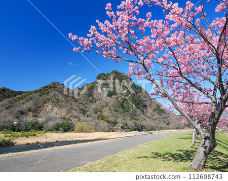 (Shizuoka Prefecture) Kawazuzakura on the Yomiuri Giants Shigeo Nagashima running road (Shizuoka Prefecture) Kawazuzakura on the Yomiuri Giants Shigeo Nagashima running road 112608743