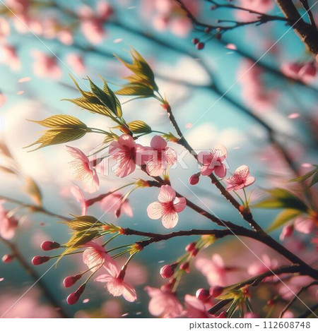 Cherry blossoms in full bloom shining in the light Cherry blossoms in full bloom shining in the light 112608748