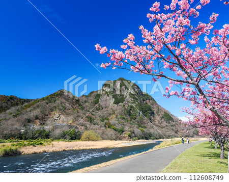 (Shizuoka Prefecture) Kawazuzakura on the Yomiuri Giants Shigeo Nagashima running road 112608749