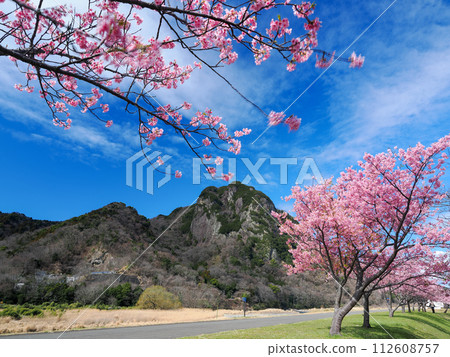 (靜岡縣)讀賣巨人隊長島茂夫跑步路上的河津櫻 (靜岡縣)讀賣巨人隊長島茂夫跑步路上的河津櫻 112608757