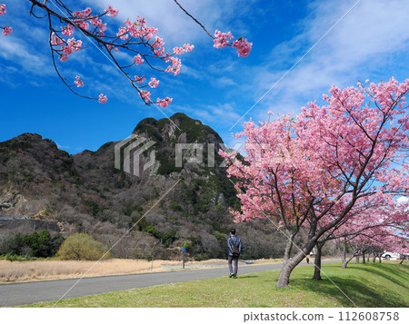 (Shizuoka Prefecture) Kawazuzakura on the Yomiuri Giants Shigeo Nagashima running road 112608758