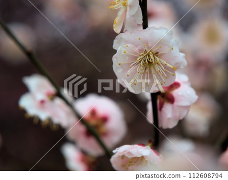 2月盛開的粉紅梅花“八重旭” 2月盛開的粉紅梅花“八重旭” 112608794