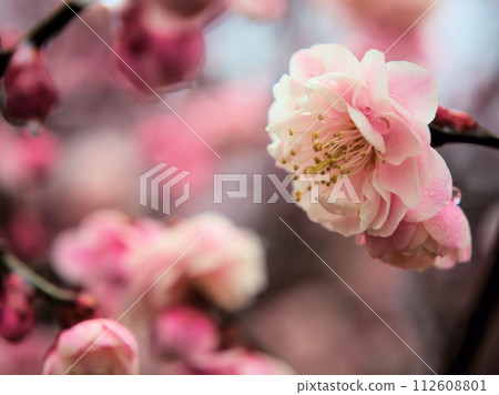 Shinheike, pink plum blossoms that bloom in February Shinheike, pink plum blossoms that bloom in February 112608801