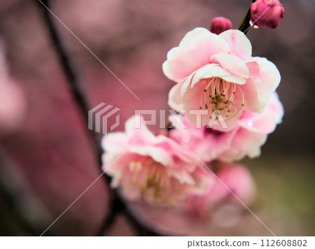 新平池,二月盛開的粉紅色梅花 新平池,二月盛開的粉紅色梅花 112608802