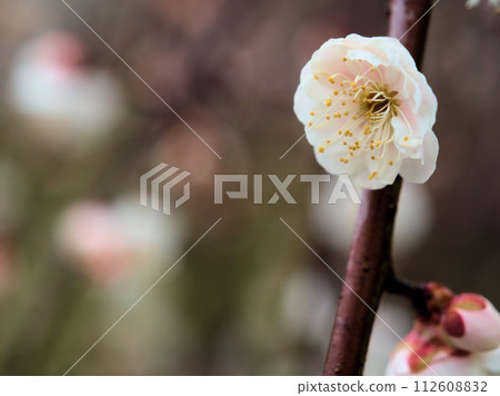 二月盛開的白梅花“高砂枝垂” 二月盛開的白梅花“高砂枝垂” 112608832