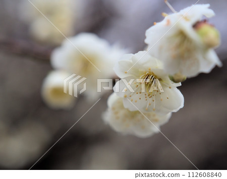 White plum blossom "Ryokugaku" blooming in February 112608840