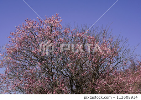 Scenery of Hirohashi Plum Grove with plum blossoms in full bloom 112608914