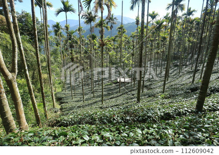 Taiwan tea plantation and palm trees 112609042
