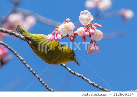 Spring summer cherry tree and mezzo 112609134