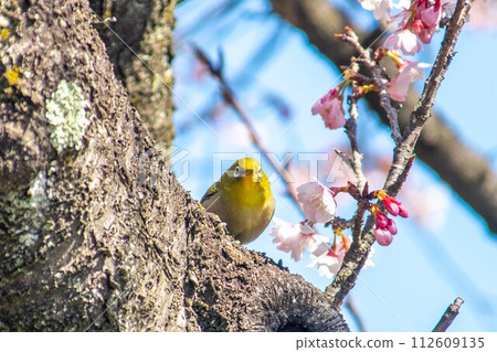春夏櫻花樹和中世紀 春夏櫻花樹和中世紀 112609135
