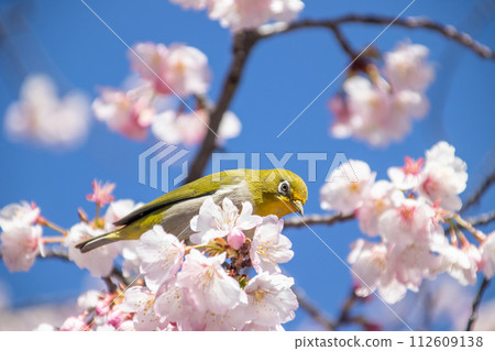 Spring summer cherry tree and mezzo Spring summer cherry tree and mezzo 112609138