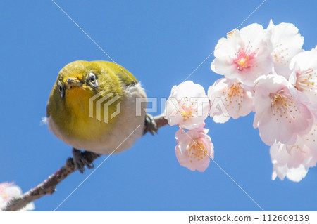 Spring summer cherry tree and mezzo Spring summer cherry tree and mezzo 112609139