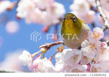 Spring summer cherry tree and mezzo Spring summer cherry tree and mezzo 112609142