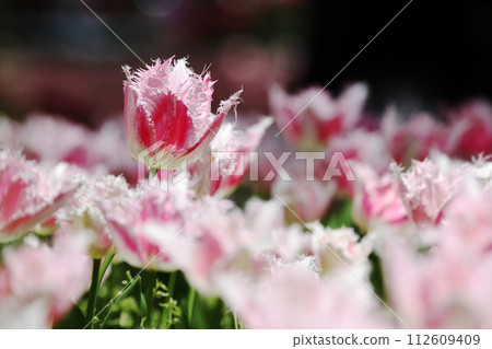 奇怪的鬱金香花 奇怪的鬱金香花 112609409