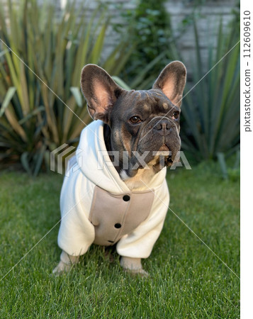 Portrait of a small dog in light clothes on green grass. Selective focus, blurred background, Portrait of a small dog in light clothes on green grass. Selective focus, blurred background, 112609610
