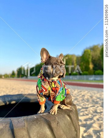 A little bulldog in fashionable clothes is waiting for his girlfriend on the blurred background of nature. A little bulldog in fashionable clothes is waiting for his girlfriend on the blurred background of nature. 112609616