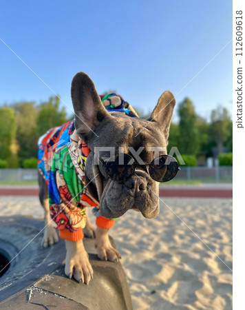 A dog in a stylish outfit on the beach on the beach. 112609618
