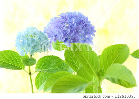 Purple and light blue hydrangea, densely packed fine double flowers, bright yellow background Purple and light blue hydrangea, densely packed fine double flowers, bright yellow background 112610353