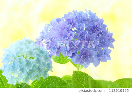 Purple and light blue hydrangea, densely packed fine double flowers, bright yellow background Purple and light blue hydrangea, densely packed fine double flowers, bright yellow background 112610355