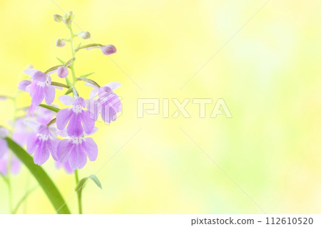 Orchid orchid, Yumechidori, small orchid flower, pale purple, bright yellow background Orchid orchid, Yumechidori, small orchid flower, pale purple, bright yellow background 112610520
