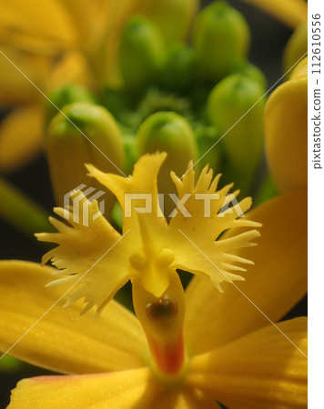 黃色的花看起來像人的臉 112610556