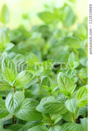 草本薄荷幼苗特寫 112610669
