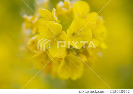 黃色油菜花 112610962