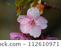 河津櫻花 112610971