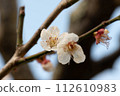 白梅花 112610983