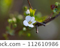  白花 112610986