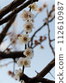 梅花 112610987
