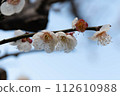 白梅花 112610988