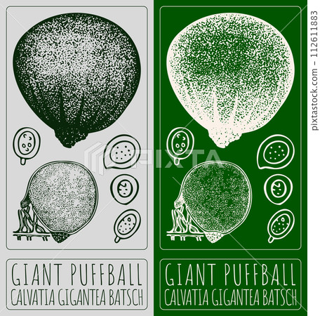 Vector drawing GIANT PUFFBALL. Hand drawn illustration. The Latin name is CALVATIA GIGANTEA BATSCH Vector drawing GIANT PUFFBALL. Hand drawn illustration. The Latin name is CALVATIA GIGANTEA BATSCH 112611883