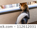 Rear view of a dog looking outside from the balcony 112612031