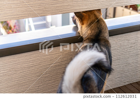 Rear view of a dog looking outside from the balcony 112612031