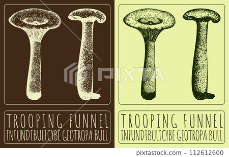 Vector drawing TROOPING FUNNEL. Hand drawn illustration. The Latin name is INFUNDIBULICYBE GEOTROPA BULL 112612600
