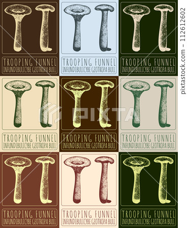 Set of vector drawing TROOPING FUNNEL in various colors. Hand drawn illustration. The Latin name is INFUNDIBULICYBE GEOTROPA BULL. Set of vector drawing TROOPING FUNNEL in various colors. Hand drawn illustration. The Latin name is INFUNDIBULICYBE GEOTROPA BULL. 112612602