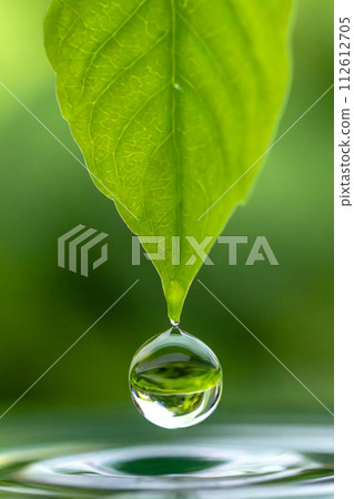 Water droplets and fresh green leaves (AI generated material) 112612705