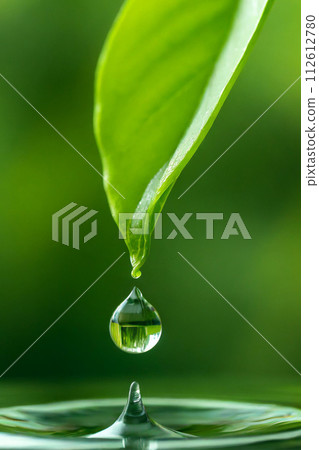 Water droplets and fresh green leaves (AI generated material) Water droplets and fresh green leaves (AI generated material) 112612780