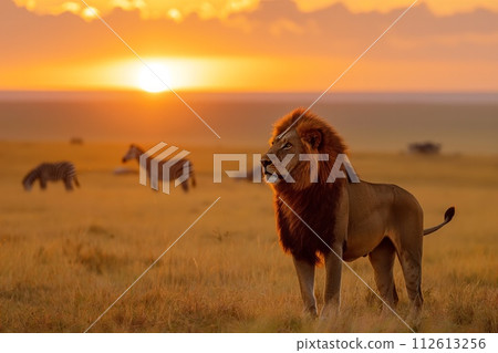 Regal male lion stands proudly against a stunning savannah sunset, with zebras grazing in the background 112613256