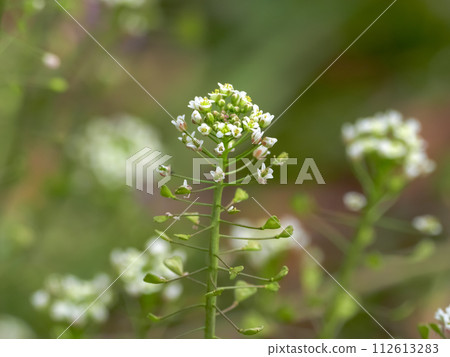 Penpengusa 112613283