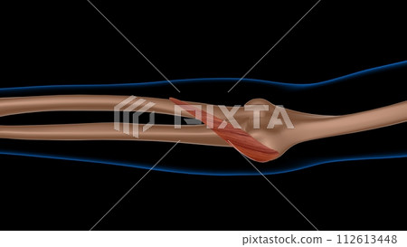 human female muscle anatomy for medical concept 3d rendering human female muscle anatomy for medical concept 3d rendering 112613448