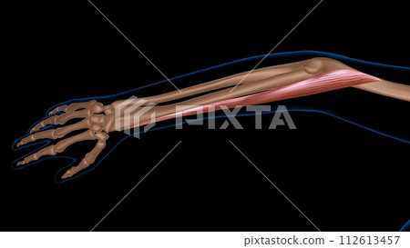 human female muscle anatomy for medical concept 3d rendering human female muscle anatomy for medical concept 3d rendering 112613457
