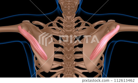 human female muscle anatomy for medical concept 3d rendering human female muscle anatomy for medical concept 3d rendering 112613462