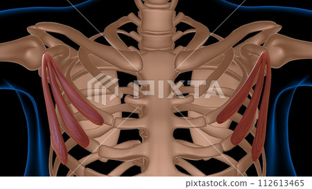 human female muscle anatomy for medical concept 3d rendering 112613465