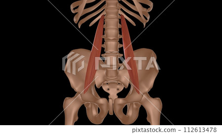 human female muscle anatomy for medical concept 3d rendering 112613478