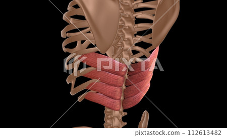 human female muscle anatomy for medical concept 3d rendering 112613482