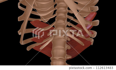 human female muscle anatomy for medical concept 3d rendering 112613483