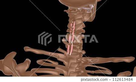 human female muscle anatomy for medical concept 3d rendering human female muscle anatomy for medical concept 3d rendering 112613484